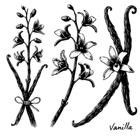 Vanilla pods and flowers set. Hand drawn sketch vector illustration.のイラスト素材