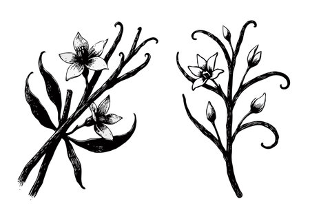 A branch with flowers, vintage line drawing or engraving illustration.のイラスト素材