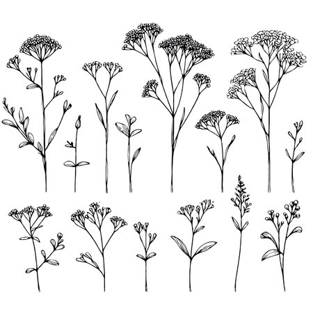 Set of hand drawn medicinal herbs. Black and white vector illustration.のイラスト素材