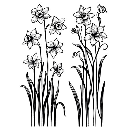 Narcissus floral botanical flowers. Wild spring leaf wildflower isolated. Black and white engraved ink art. Isolated narcissus illustration element on white background.のイラスト素材