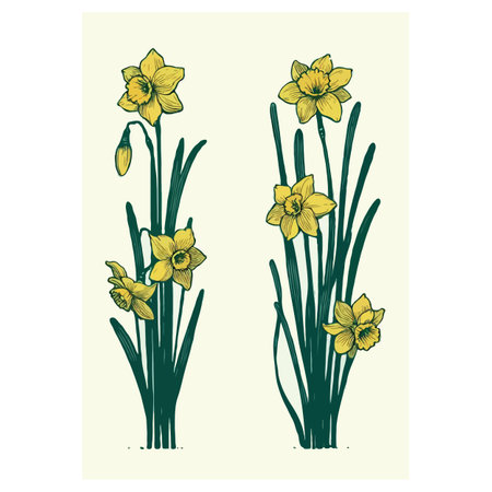 Daffodils. Narcissus flowers. Hand drawn vector illustration.のイラスト素材