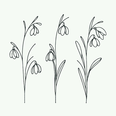 Set of hand drawn snowdrops. Vector illustration in doodle style.のイラスト素材
