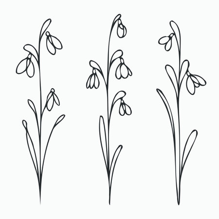 Set of hand drawn snowdrops isolated on white background. Vector illustration.のイラスト素材