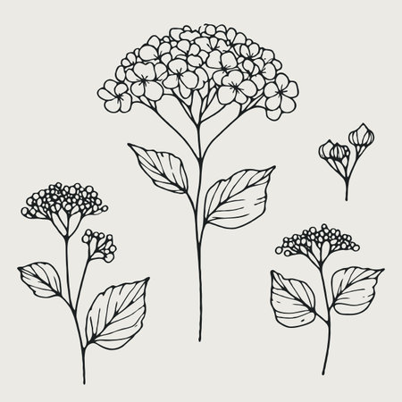 Set of hand drawn hydrangea flowers. Vector illustration.のイラスト素材