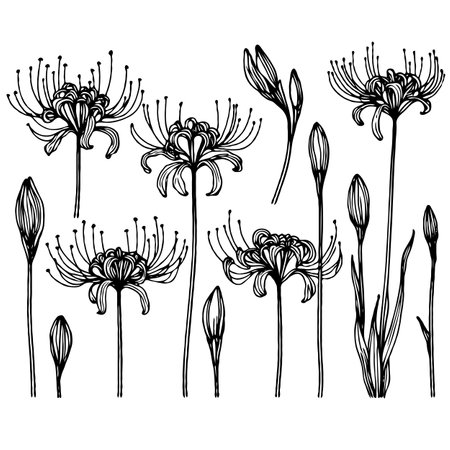 Hand drawn lily flowers set. Black and white vector illustration isolated on white background.のイラスト素材