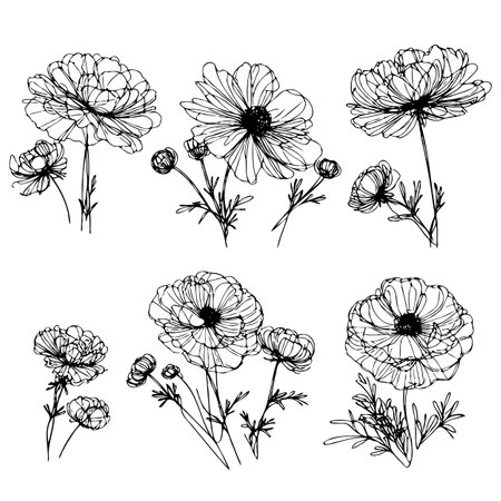Set of hand drawn cosmos flowers. Vector illustration isolated on white background.のイラスト素材