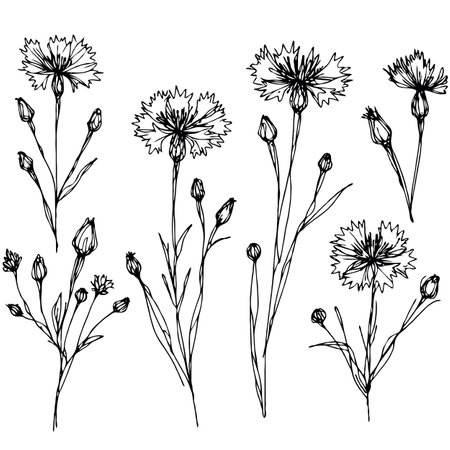 Vector cornflower floral botanical flowers. Wild spring leaf wildflower isolated. Black and white engraved ink art. Isolated cornflower illustration element on white background.のイラスト素材