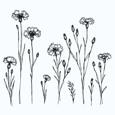 Hand drawn cornflowers. Vector illustration isolated on white background.のイラスト素材
