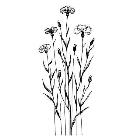 Vector Cornflowers floral botanical flowers. Wild spring leaf wildflower isolated. Black and white engraved ink art. Isolated cornflowers illustration element on white background.のイラスト素材