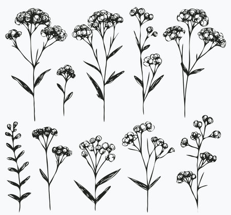 Set of hand drawn meadow herbs. Vector illustration in sketch style.のイラスト素材