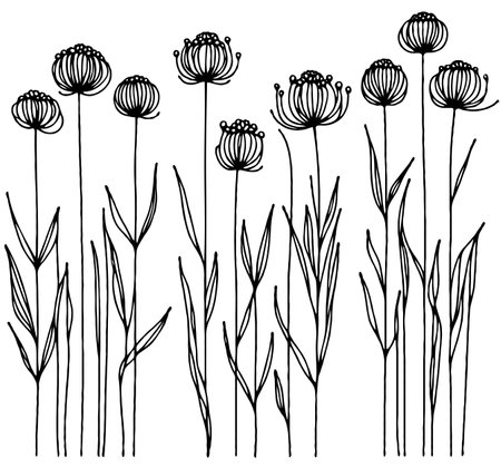 Set of black and white wildflowers. Hand drawn vector illustration.のイラスト素材