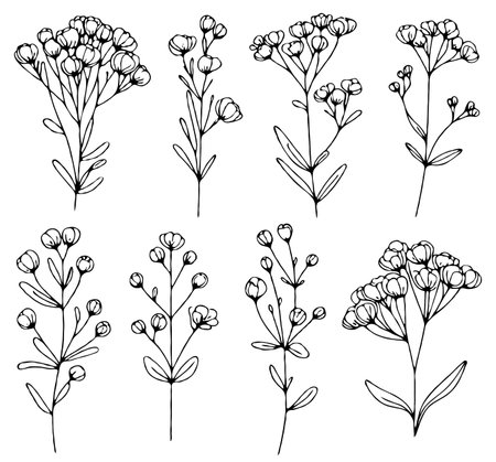 Set of hand drawn gypsophila flowers. Vector illustration.のイラスト素材