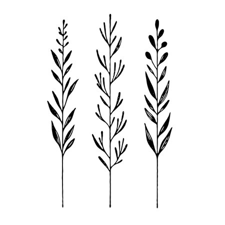 Set of hand drawn herbs. Black and white vector illustration. Isolated on white background.のイラスト素材