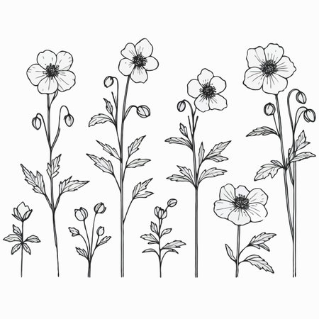 Hand drawn poppies set. Vector illustration. Black and white.のイラスト素材