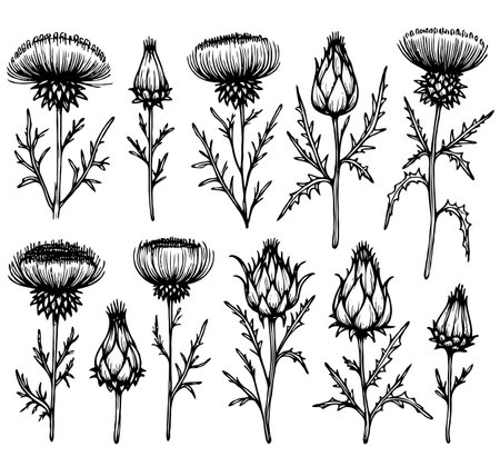 Collection of hand drawn thistle flowers isolated on white background. Vector illustration.のイラスト素材