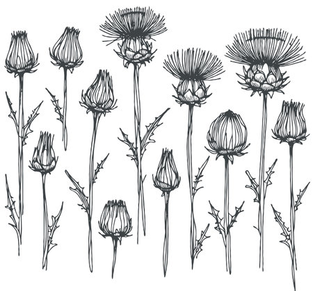 Set of hand drawn artichoke flowers. Vector sketch illustration.のイラスト素材