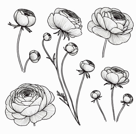 Set of hand drawn peony flowers isolated on white background. Vector illustration.のイラスト素材