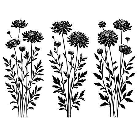 Set of black silhouettes of chrysanthemums. Vector illustrationのイラスト素材