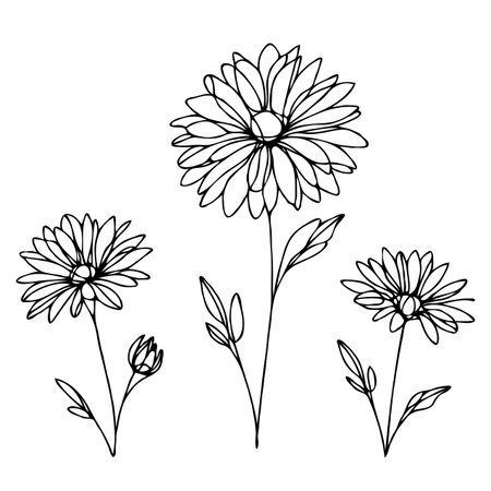 Set of hand drawn daisy flowers. Black and white vector illustration.のイラスト素材