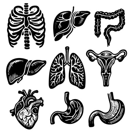 Human organs set. Stomach, liver, pancreas, bladder, heart, lungs, trachea, lung. Vector illustration.のイラスト素材