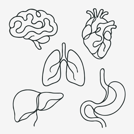 Human organs. Stomach, liver, lung, heart. Vector illustration.のイラスト素材