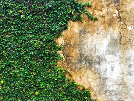 Green climbing fig plant (creeping fig or ficus pumila) growing and cover on old cement wall