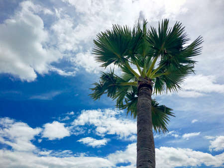 top half single sugar palm tree under blue sky and white cloudの写真素材