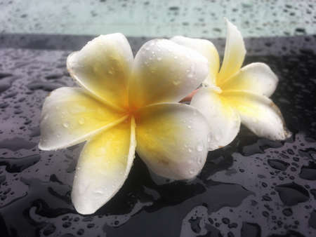 Tropical flowers frangipani  (plumeria) with rain drop on shiny black tableの写真素材