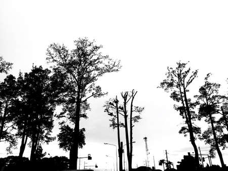 Silhouette of Gurjan tree beside the rural road isolated on white background. Image adjust to contrast black and white like drawingの写真素材