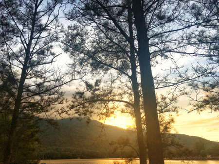 Light of sunset behind mountain through branch of pine tree in the evening.