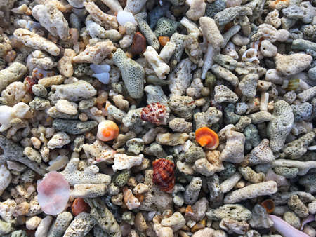 Colorful shell and small rock on coral beach in the summer