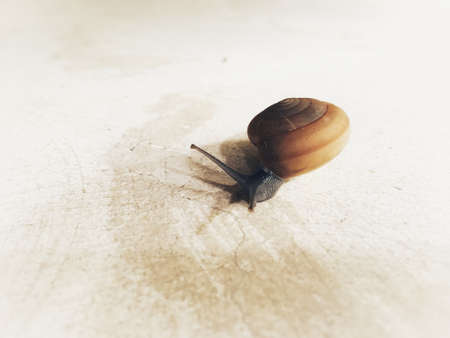 Thai snail crawling slowly on the floor to find humid place.の写真素材
