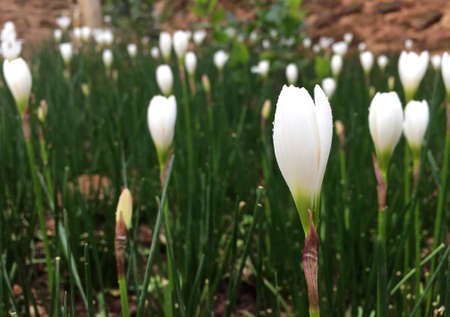 white crocus flowers blooming with raindrop in the garden in rainy seasonの写真素材