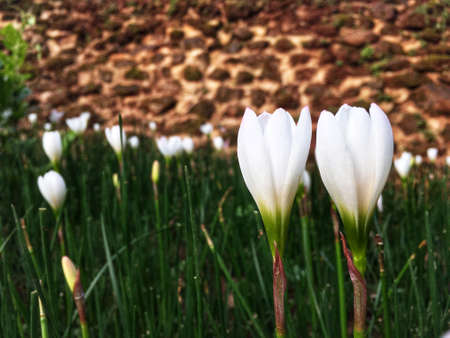 Couple white crocus flowers blooming in the garden in rainy season