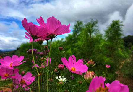 Pink cosmos flowers blooming in the garden in rainy season