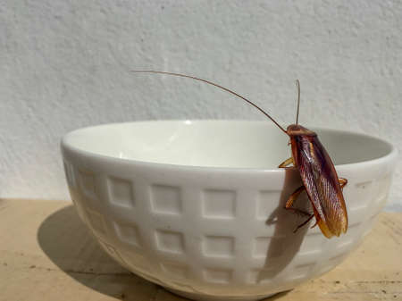 close up cockroach at edge of white bowlの写真素材