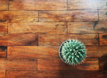 Green single cactus top view in plastic pot on wooden table