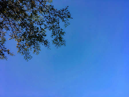 Terminalia ivorensis leaves and limb with blue sky background. Selective focus imageの写真素材