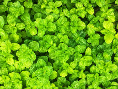 Fresh green apple mint leaves background. Fresh green herb plant in the garden.