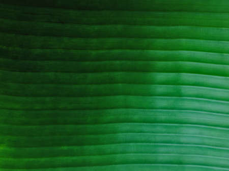 Fresh green banana leaf texture close up background. Vertical curve line of nature pattern.の写真素材