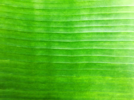 Fresh green banana leaf texture close up background. Vertical curve line of nature pattern.の写真素材