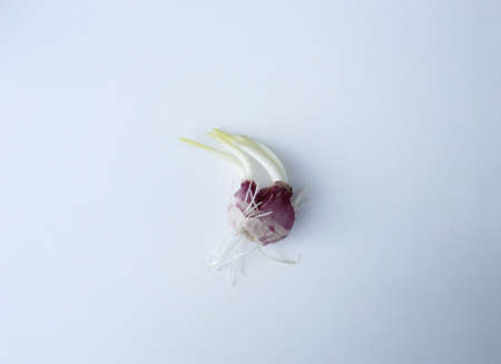 Sapling of Shallots with root isolated on white backgroundの写真素材