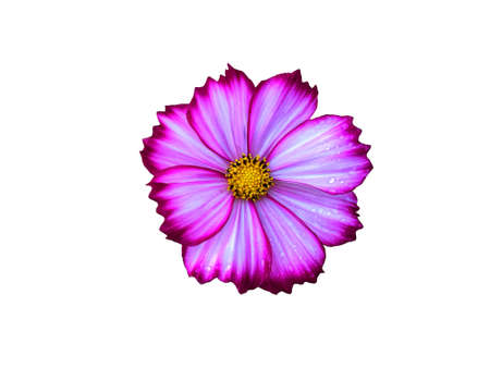 Pink mix white cosmos flowers blooming with raindrop isolated on white background