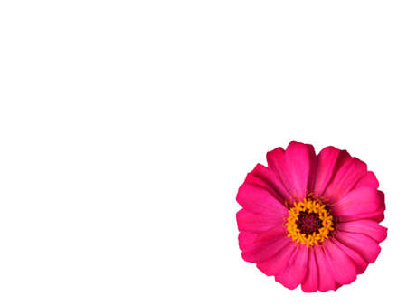 Pink zinnia violacea flower with yellow pollen is blooming isolated on white backgroundの写真素材