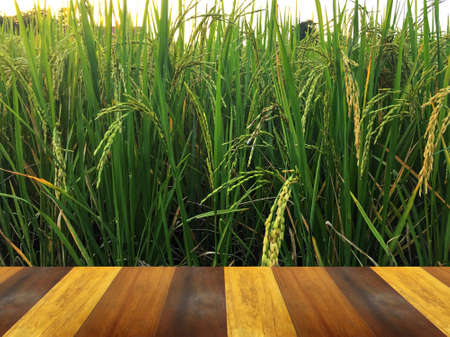Golden paddy in green rice field behind brown wooden terrace. Real nature of countryside with sunset in the evening.の写真素材