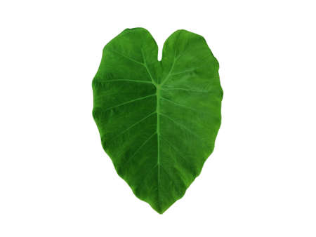Green Caladium leaf (colocasia esculenta) with heart shape isolated on white backgroundの写真素材