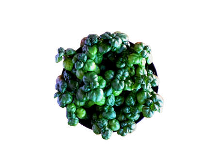 Small green pearls plant in black pot top view isolated on white background.
