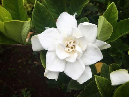 White gardenia flower is blooming on bush with good smell in rainy seasonの写真素材