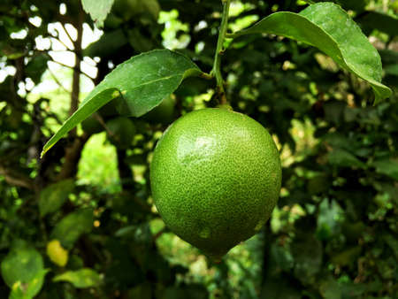 Fresh green lime with water drop growth on tree in the garden. Skin texture and stain on leaves are...