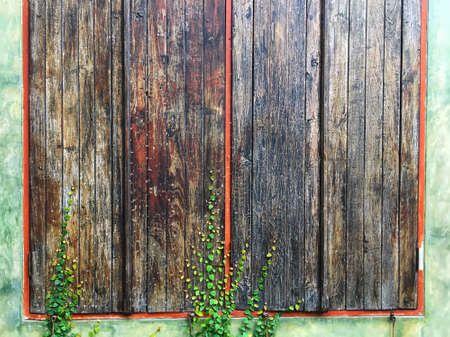 beautiful wooden windows texture background with climbing fig plant covered